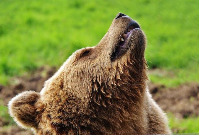 Brown Bear