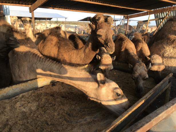 Camels near Somaliland’s capital Hargeysa