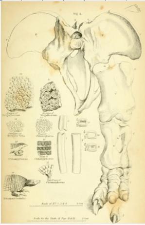 Dessin d'os de tatou de 1836