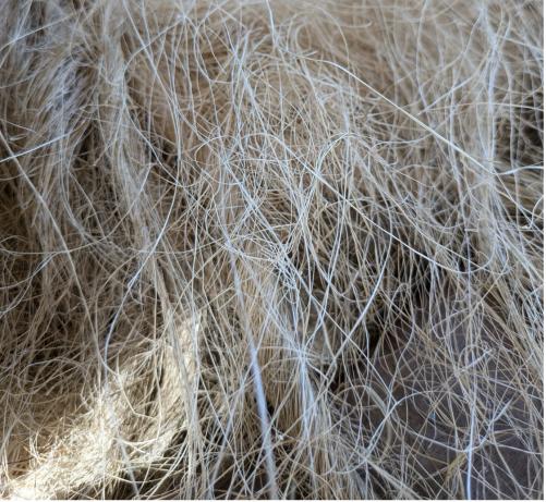 Close-up of processed henequen fibers