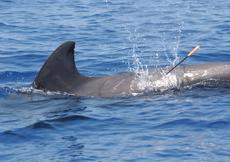 Biopsy darting is now a commonly used technique, but it remains controversial, particularly when used to study whale populations that are closely observed by tourists and local residents. Photograph by Wayne Hoggard. Courtesy of the U.S. National Oceanic and Atmospheric Administration.