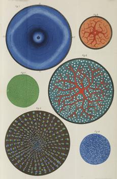 Abb. 2: Visuelle Nachbilder nach Exner, in: Sigmund Exner, „Ueber einige neue subjective Gesichtserscheinungen,“ Archiv für die gesamte Physiologie des Menschen und der Tiere 1 (1868) 1, S. 375–94.