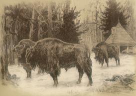 European Bison’s Feeding Sites