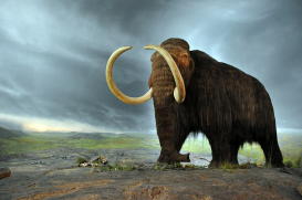 recreation of a woolly mammoth on stone ground