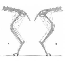 Map of cat hind leg muscles involved in the flexion reflex. Source: C. S. Sherrington, “Flexion-Reflex of the Limb, Crossed Extension-Reflex, and Reflex Stepping and Standing,” Journal of Physiology 40 (1910), p. 40. 